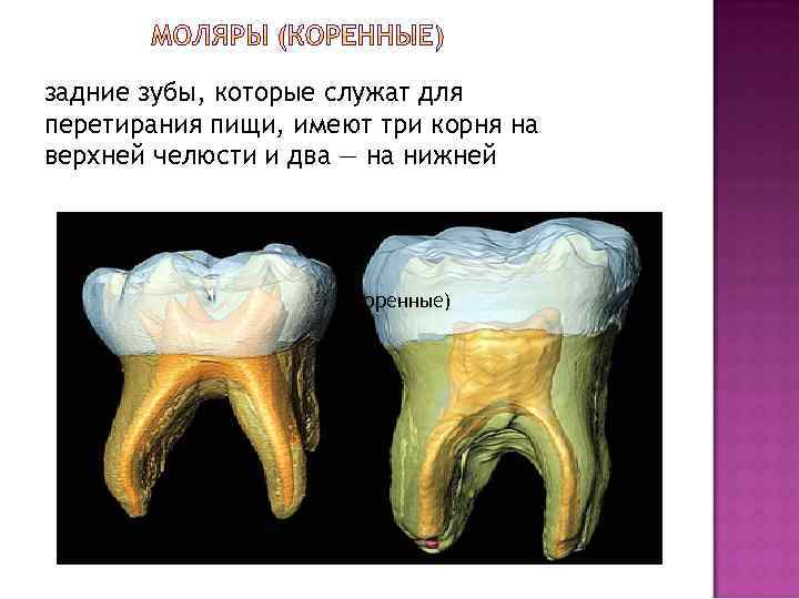 Зуб 3 корня