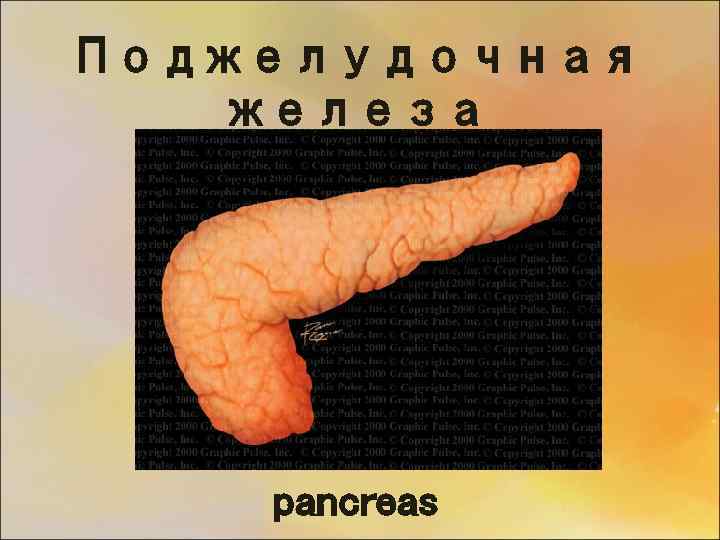 Поджелудочная железа pancreas 