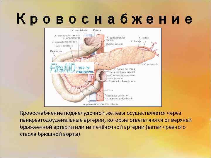Кровоснабжение поджелудочной железы осуществляется через панкреатодоуденальные артерии, которые ответвляются от верхней брыжеечной артерии или