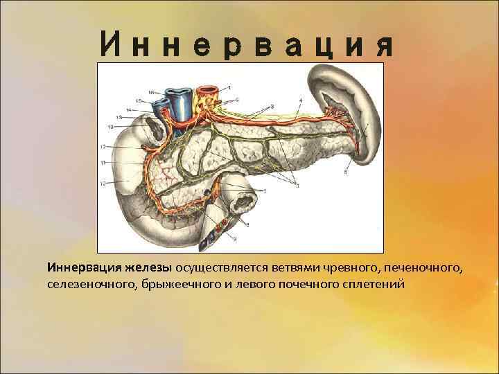 Кровоснабжение поджелудочной железы схема