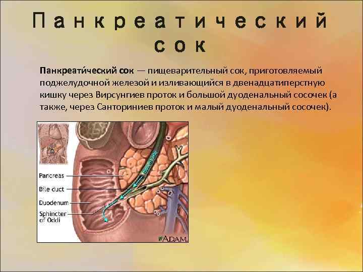 Панкреатический сок где