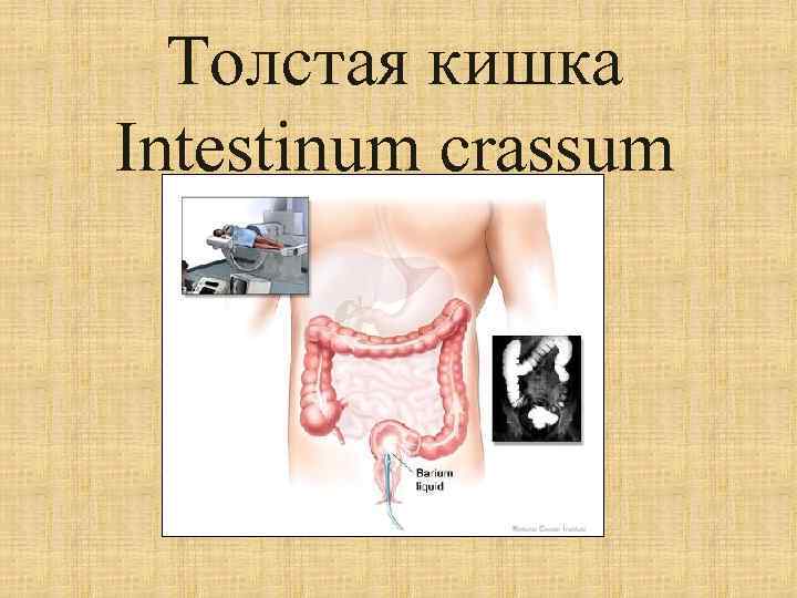 Толстая кишка Intestinum crassum 