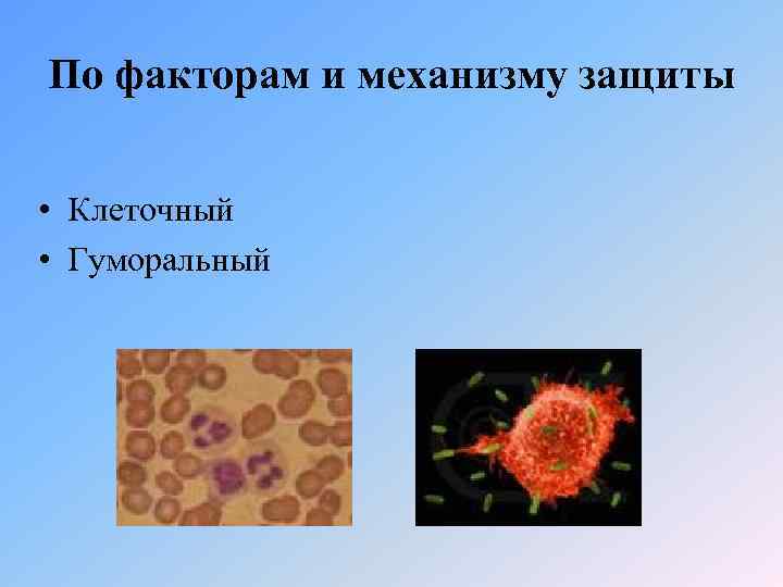 По факторам и механизму защиты • Клеточный • Гуморальный 