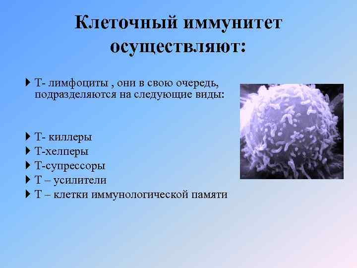 Клеточный иммунитет осуществляют: Т- лимфоциты , они в свою очередь, подразделяются на следующие виды: