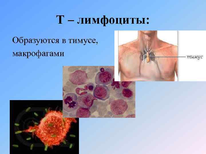 Т – лимфоциты: Образуются в тимусе, макрофагами 