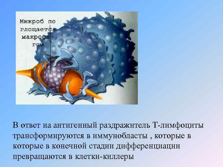 В ответ на антигенный раздражитель Т-лимфоциты трансформируются в иммунобласты , которые в конечной стадии