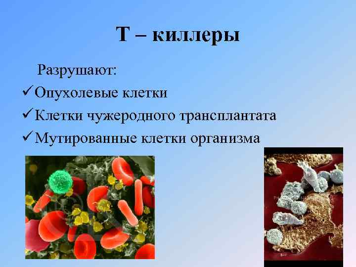Т – киллеры Разрушают: ü Опухолевые клетки ü Клетки чужеродного трансплантата ü Мутированные клетки