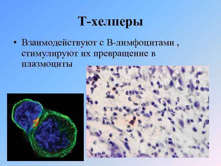 Т-хелперы • Взаимодействуют с В-лимфоцитами , стимулируют их превращение в плазмоциты 