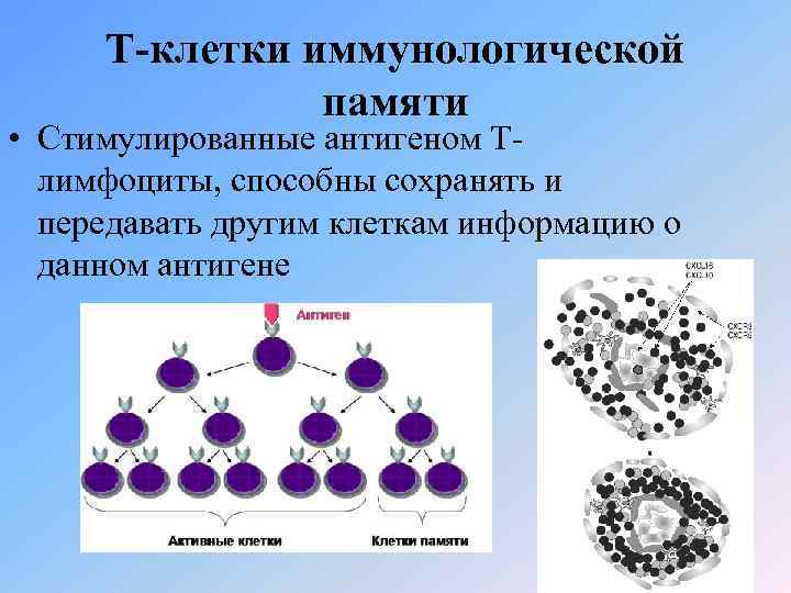Т-клетки иммунологической памяти • Стимулированные антигеном Тлимфоциты, способны сохранять и передавать другим клеткам информацию