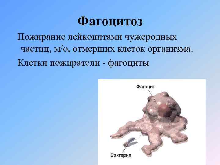 Фагоцитоз Пожирание лейкоцитами чужеродных частиц, м/о, отмерших клеток организма. Клетки пожиратели - фагоциты 