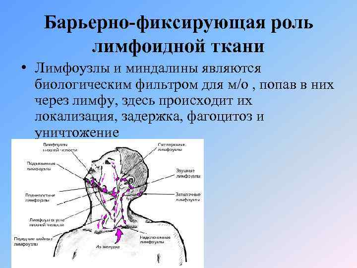 Барьерно-фиксирующая роль лимфоидной ткани • Лимфоузлы и миндалины являются биологическим фильтром для м/о ,