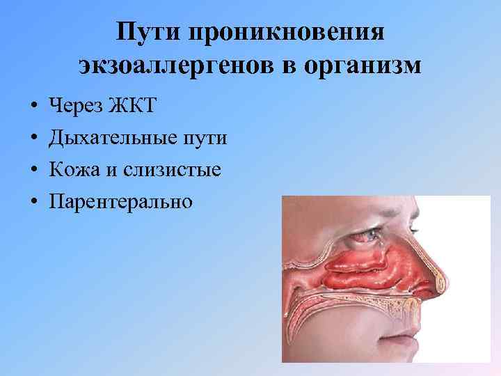 Пути проникновения экзоаллергенов в организм • • Через ЖКТ Дыхательные пути Кожа и слизистые