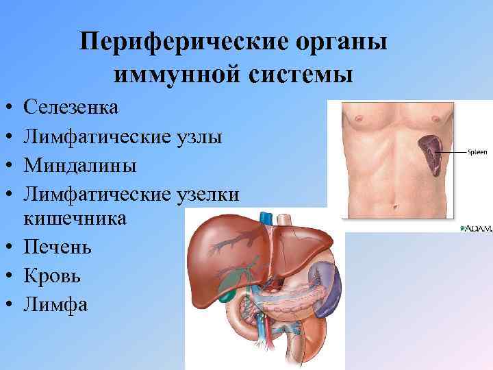 Периферические органы иммунной системы • • Селезенка Лимфатические узлы Миндалины Лимфатические узелки кишечника •
