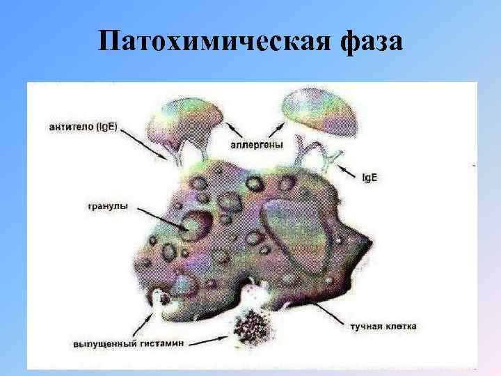 Патохимическая фаза 