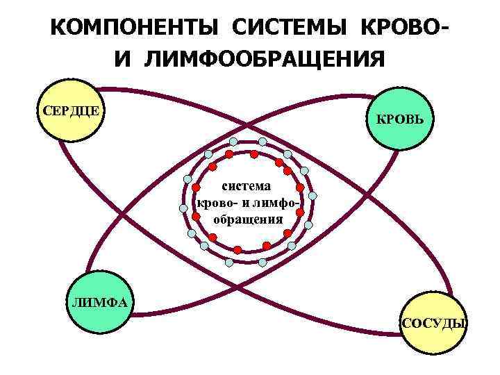 КОМПОНЕНТЫ СИСТЕМЫ КРОВОИ ЛИМФООБРАЩЕНИЯ СЕРДЦЕ КРОВЬ система крово- и лимфообращения ЛИМФА СОСУДЫ 