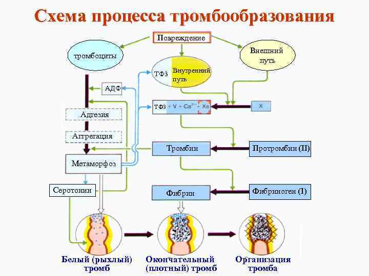 Схема процесса тромбообразования Повреждение Внешний путь тромбоциты ТФ 3 Внутренний путь АДФ Адгезия ТФ