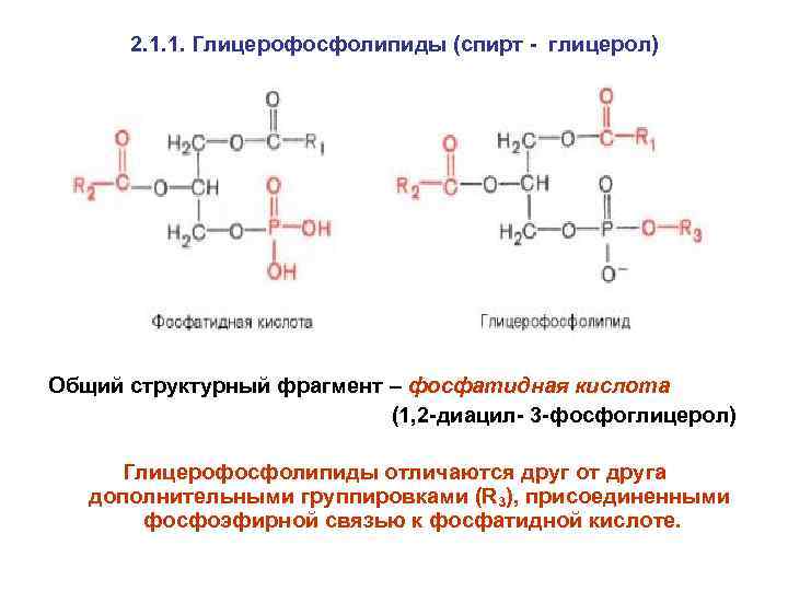 Схема образования фосфатидной кислоты содержащей остатки арахиновой и олеиновой кислот