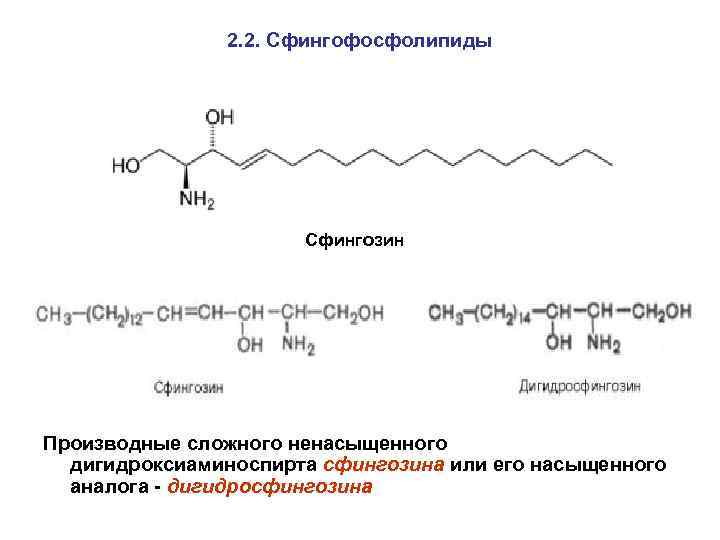 2. 2. Сфингофосфолипиды Сфингозин Производные сложного ненасыщенного дигидроксиаминоспирта сфингозина или его насыщенного аналога -