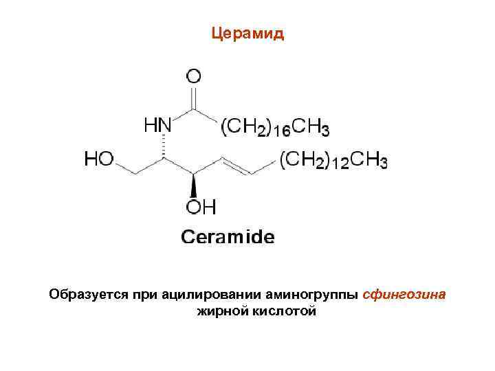 Церамид Образуется при ацилировании аминогруппы сфингозина жирной кислотой 