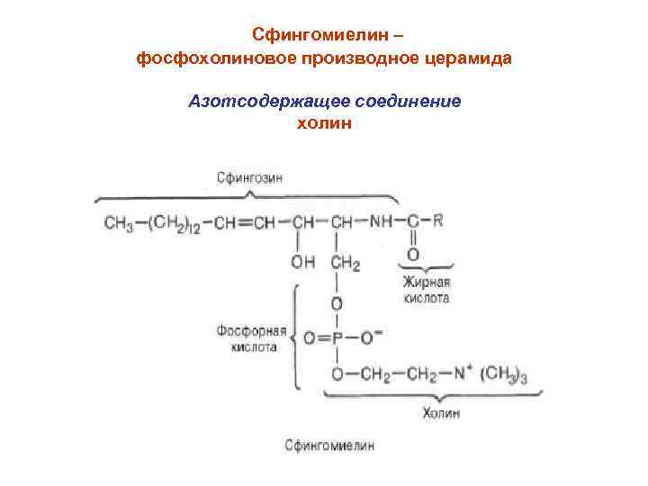 Сфингомиелин – фосфохолиновое производное церамида Азотсодержащее соединение холин 