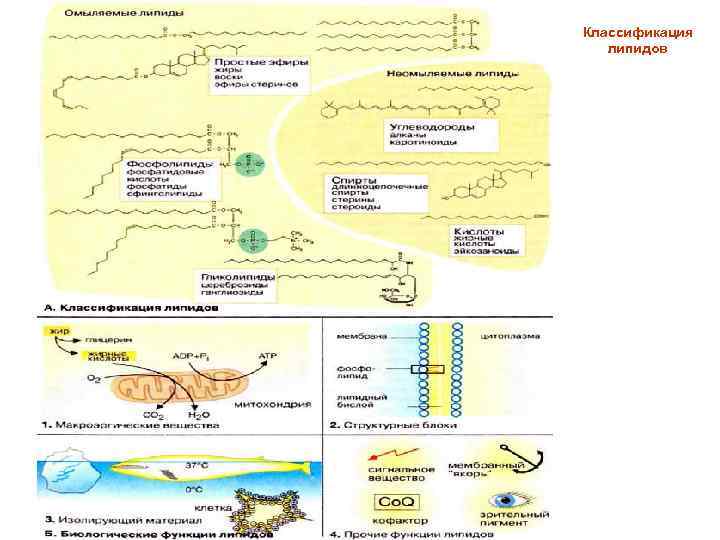Классификация липидов 