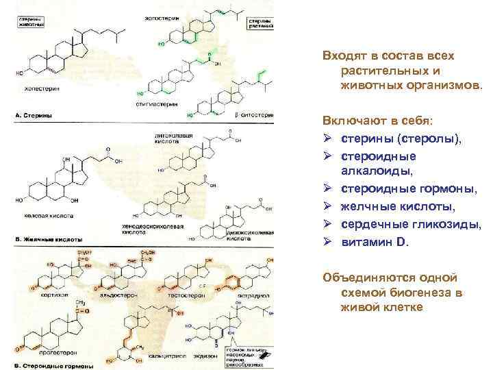 Входят в состав всех растительных и животных организмов. Включают в себя: Ø стерины (стеролы),