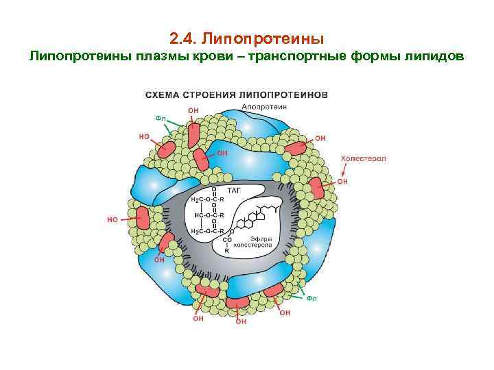 Липопротеины это. Строение липопротеинов плазмы крови. Схема строения липопротеина плазмы крови. «Липопротеиды – транспортные формы липидов». Транспортная форма липидов - липопротеиды плазмы крови.