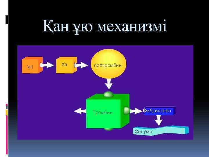 Қан ұю механизмі VII Xa протромбин Тромбин Фибриноген Фибрин 
