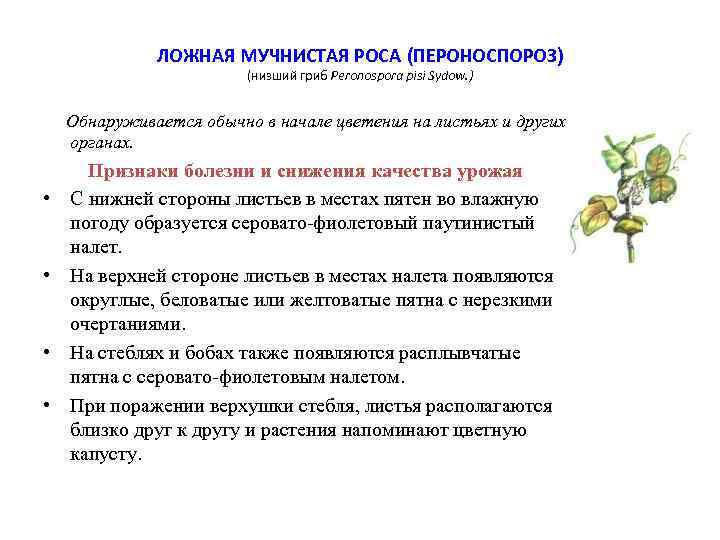 ЛОЖНАЯ МУЧНИСТАЯ РОСА (ПЕРОНОСПОРОЗ) (низший гриб Peronospora pisi Sydow. ) Обнаруживается обычно в начале