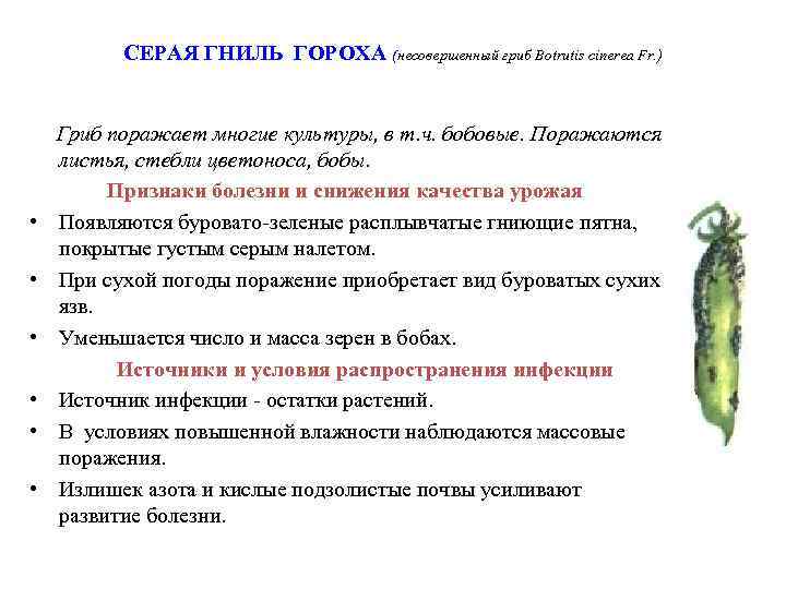 СЕРАЯ ГНИЛЬ ГОРОХА (несовершенный гриб Botrutis cinerea Fr. ) • • • Гриб поражает
