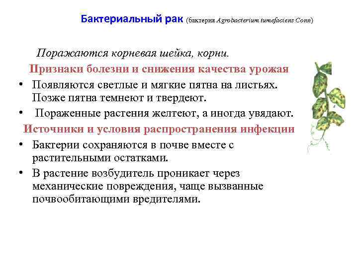 Бактериальный рак (бактерия Agrobacterium tumefaciens Conn) Поражаются корневая шейка, корни. Признаки болезни и снижения