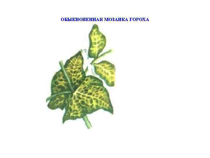 ОБЫКНОВЕННАЯ МОЗАИКА ГОРОХА 