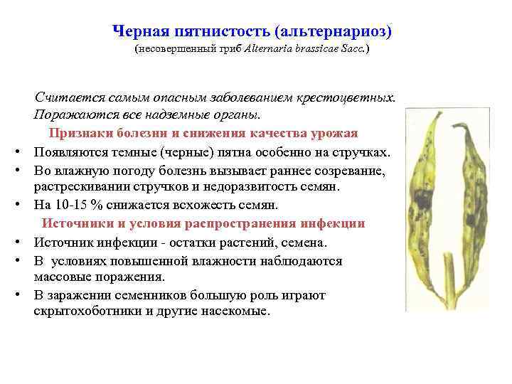 Черная пятнистость (альтернариоз) (несовершенный гриб Alternaria brassicae Sacc. ) • • • Считается самым