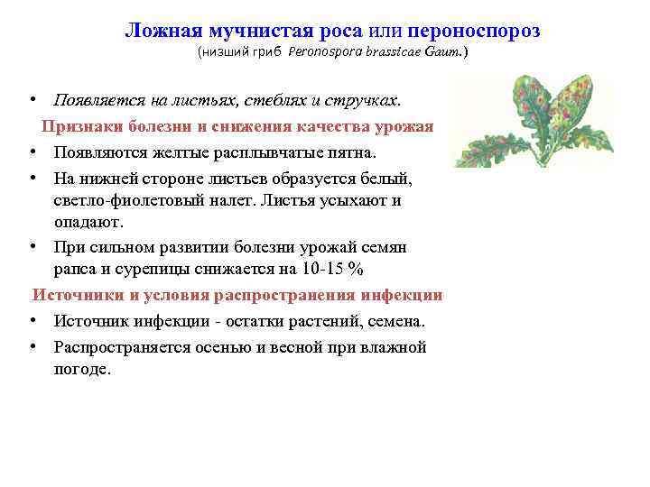 Ложная мучнистая роса или пероноспороз (низший гриб Peronospora brassicae Gaum. ) • Появляется на