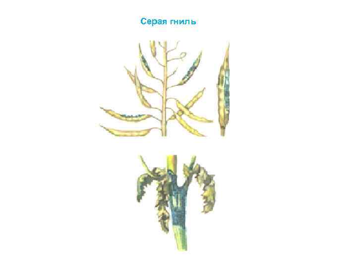 Серая гниль 