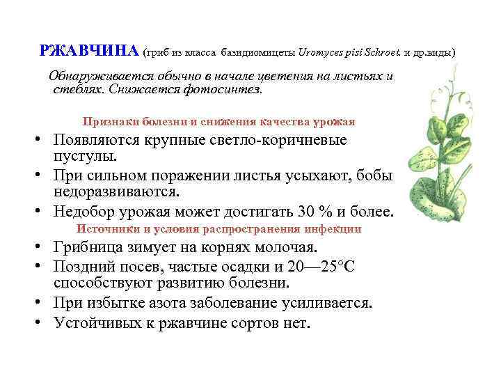 РЖАВЧИНА (гриб из класса базидиомицеты Uromyces pisi Schroet. и др. виды) Обнаруживается обычно в