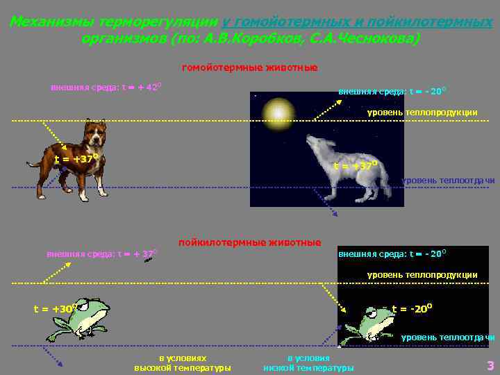 Схема механизма терморегуляции у животных