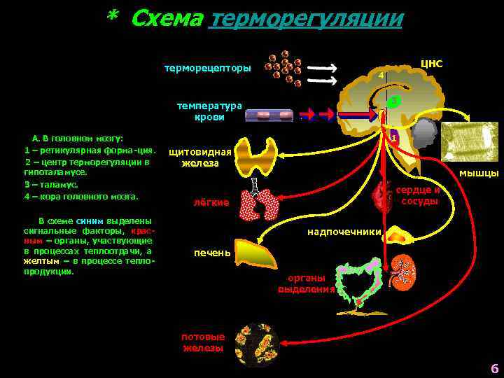 * Схема терморегуляции ЦНС терморецепторы 4 3 температура крови А. В головном мозгу: 1