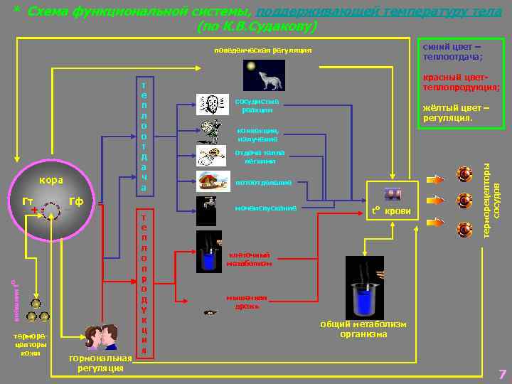 * Схема функциональной системы, поддерживающей температуру тела (по К. В. Судакову) синий цвет –