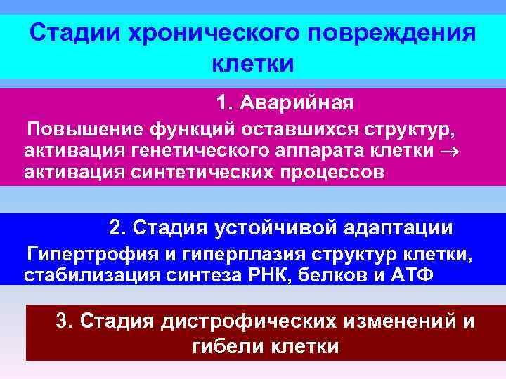 Стадии хронического повреждения клетки 1. Аварийная Повышение функций оставшихся структур, активация генетического аппарата клетки