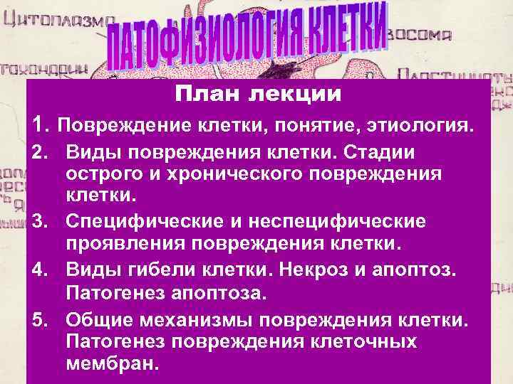 План лекции 1. Повреждение клетки, понятие, этиология. 2. Виды повреждения клетки. Стадии острого и