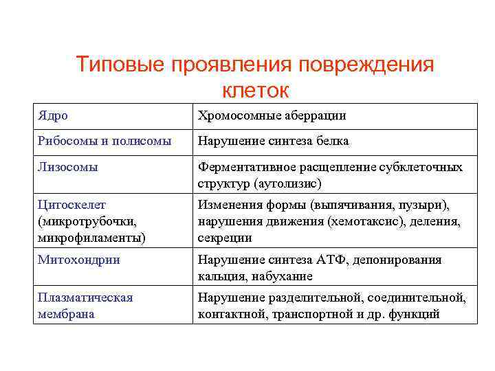 Типовые проявления повреждения клеток Ядро Хромосомные аберрации Рибосомы и полисомы Нарушение синтеза белка Лизосомы