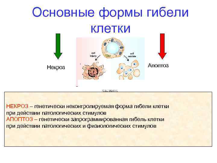 Основные формы гибели клетки Некроз Апоптоз НЕКРОЗ – генетически неконтролируемая форма гибели клетки при