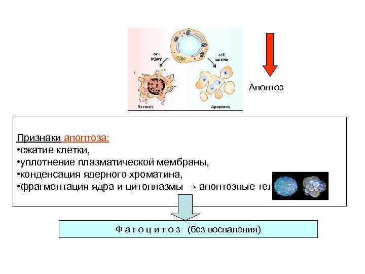 Апоптоз Признаки апоптоза: • сжатие клетки, • уплотнение плазматической мембраны, • конденсация ядерного хроматина,