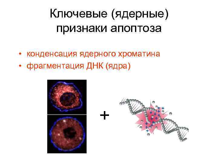 Ключевые (ядерные) признаки апоптоза • конденсация ядерного хроматина • фрагментация ДНК (ядра) + 