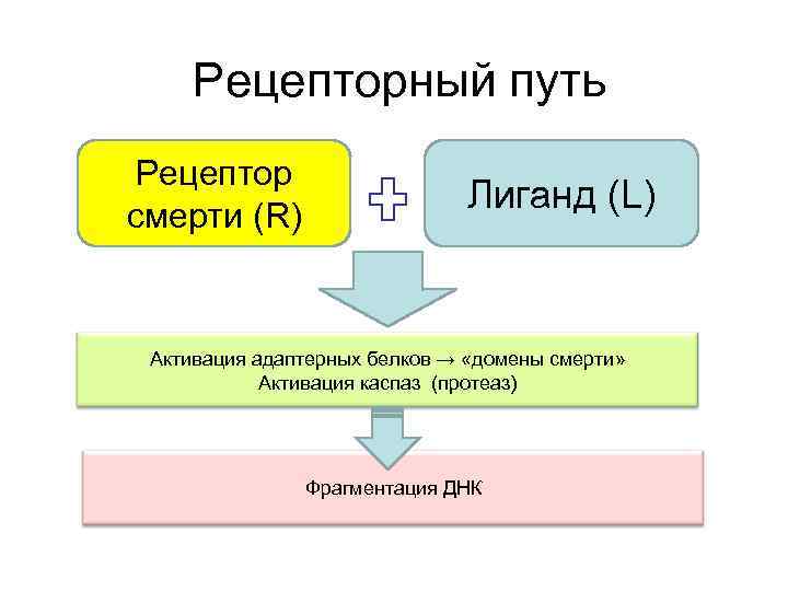 Рецепторный путь Рецептор cмерти (R) Лиганд (L) Активация адаптерных белков → «домены смерти» Активация