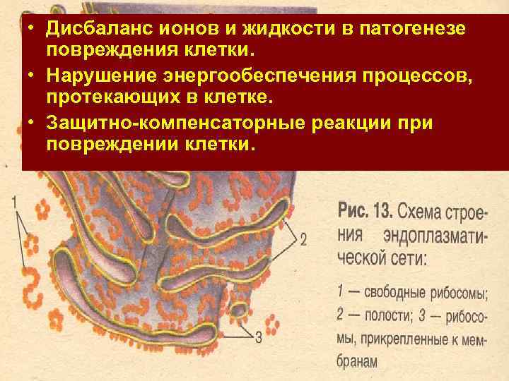  • Дисбаланс ионов и жидкости в патогенезе повреждения клетки. • Нарушение энергообеспечения процессов,