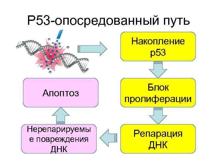 Р 53 -опосредованный путь Накопление р53 Апоптоз Блок пролиферации Нерепарируемы е повреждения ДНК Репарация