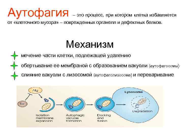 Аутофагия – это процесс, при котором клетка избавляется от «клеточного мусора» – поврежденных органелл