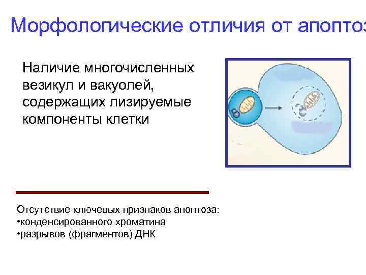 Морфологические отличия от апоптоз Наличие многочисленных везикул и вакуолей, содержащих лизируемые компоненты клетки Отсутствие